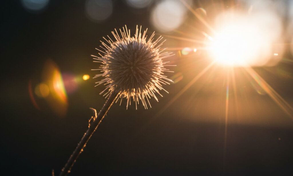 Photeeq Lens Flare